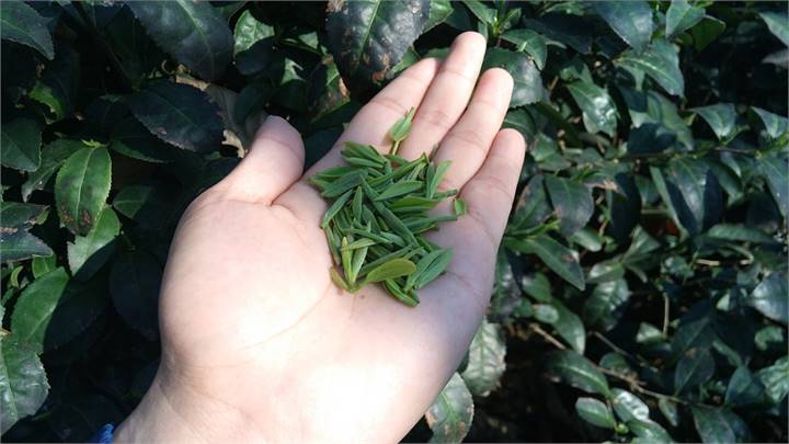 Immagine dell'articolo