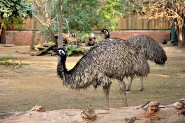 Immagine dell'articolo