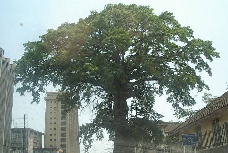 SIERRA LEONE: IL ‘COTTON FREE’ DISTRUTTO DAL MALTEMPO